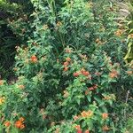 Lantana aculeata Flors