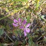 Erodium aethiopicum फूल