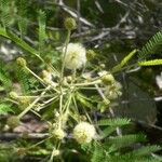 Acacia berlandieri Flower