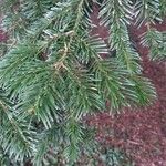 Abies cephalonica Leaf