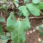 Fallopia convolvulus Blatt