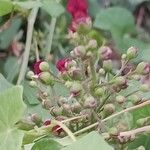 Scrophularia auriculataFlower