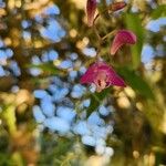 Dendrobium kingianum Květ
