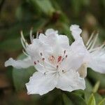 Rhododendron davidsonianum Flower