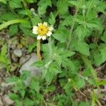 Tridax procumbensപുഷ്പം