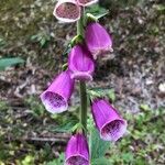 Digitalis purpurea花