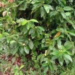 Morinda citrifolia 整株植物