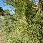 Pinus canariensis List