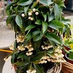 Ardisia crenata 整株植物