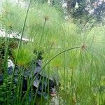 Cyperus papyrus Blad