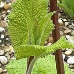 Phlomoides tuberosa Folha