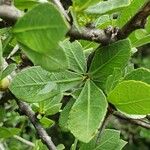 Commiphora madagascariensis Leaf