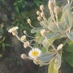 Pachystegia insignis Λουλούδι