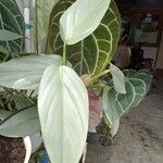 Philodendron hastatumBlatt