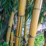 Bambusa vulgaris Corteza