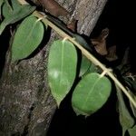 Brownea grandiceps Leaf