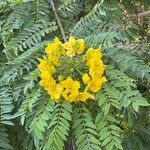 Cassia leptophylla 花