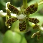 Grammatophyllum speciosum Flower