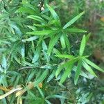 Pittosporum pimeleoides Other