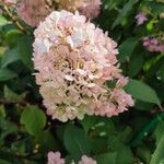 Hydrangea paniculata Flower