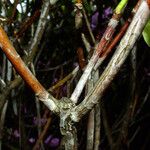 Rhododendron catawbiense Bark