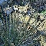 Juncus acutus Blad