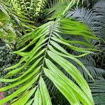 Zamia fairchildiana Leaf