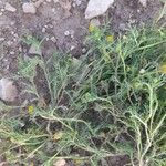Matricaria aurea Likasa