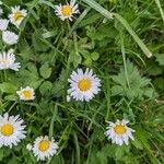 Bellis perennisBlüte