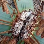 Welwitschia mirabilis Inny