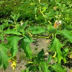 Datura stramonium Bark