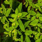 Euphorbia carniolica 葉