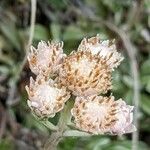 Antennaria dioica Flower