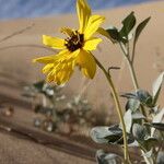 Helianthus niveus Hábito