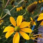 Rudbeckia nitida 花