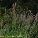 Calamagrostis varia Habitus