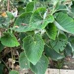 Pelargonium cucullatum Blad