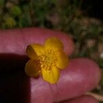 Ranunculus paludosus Květ