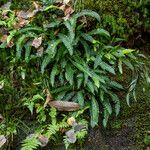 Blechnum spicant 葉