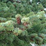 Abies cephalonica Fuelha