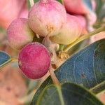 Ficus cordata Fruto