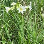 Lilium formosanum 花