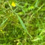 Trisetum flavescens Leaf