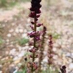 Lysimachia atropurpurea Flower