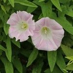 Calystegia hederacea Kwiat