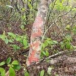 Byrsonima spicata Bark