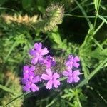 Verbena canadensis Blomst