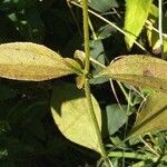 Helianthus occidentalis Habit
