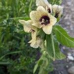 Hyoscyamus niger फूल