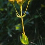 Flaveria chlorifolia